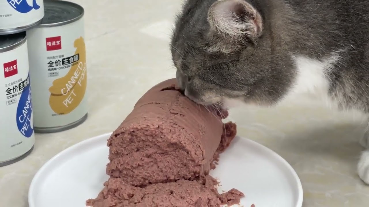 고양이가 먹는 Hsviko 통조림 습식 고양이 사료