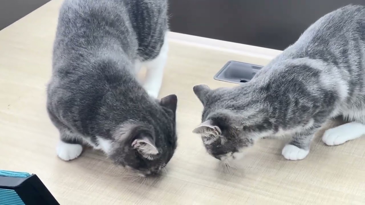 HsViko Supplément de contrôle des boules de poils pour chats