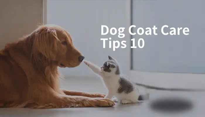 dog coat care tips 10
