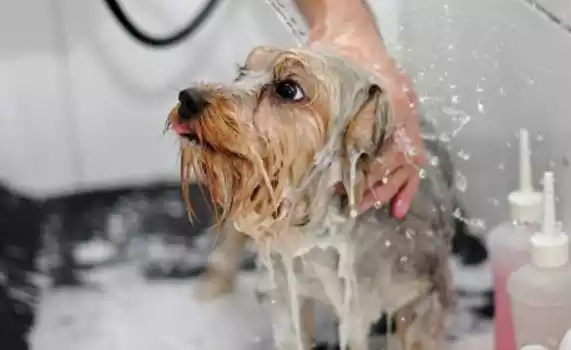 baño para perros