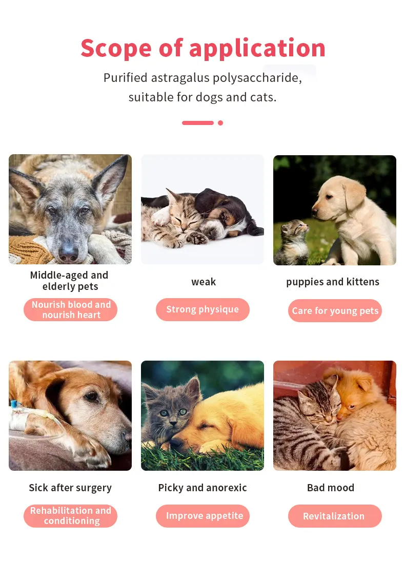 immune supplement for dogs and cats application