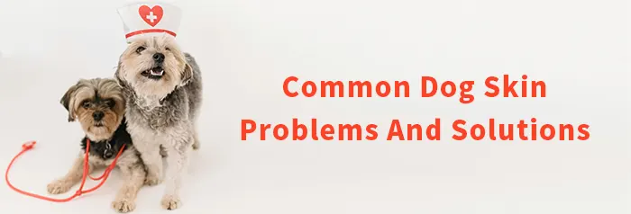 common dog skin problems and solutions