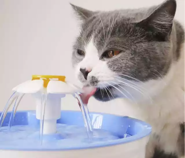 el gato bebe agua