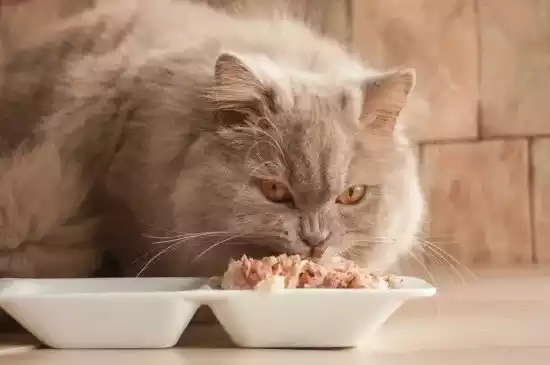 makanan basah untuk kucing