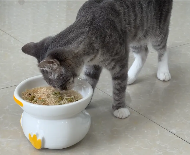 como misturar alimentos húmidos e secos para gatos