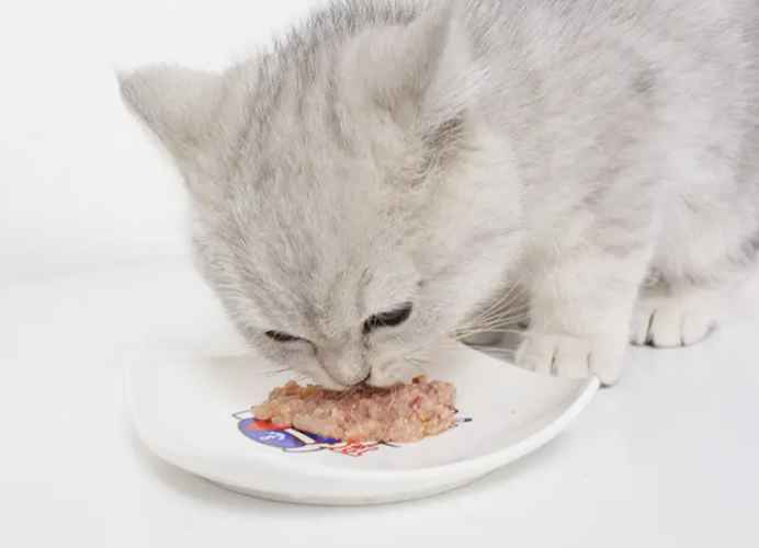 que quantidade de comida enlatada húmida deve dar ao seu gato