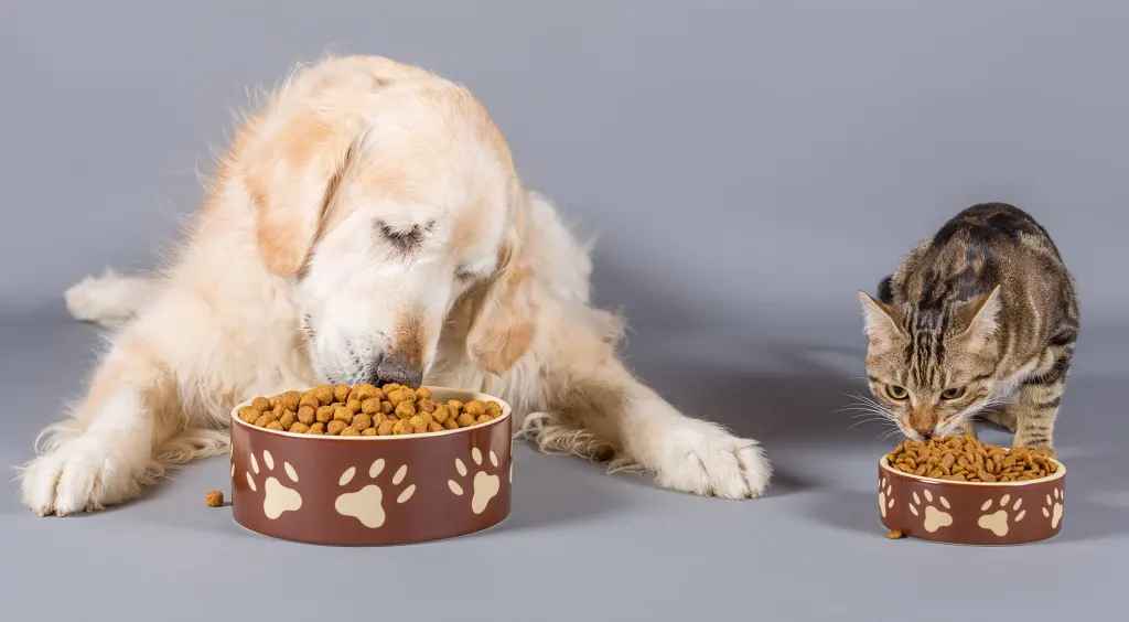 kunnen honden kattenvoer eten