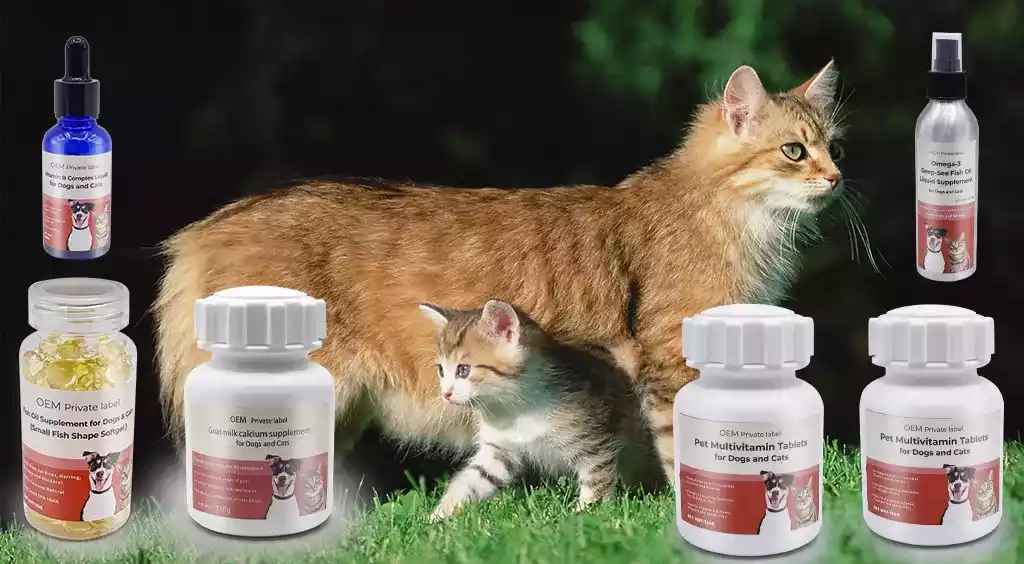 suplemen vitamin untuk kucing