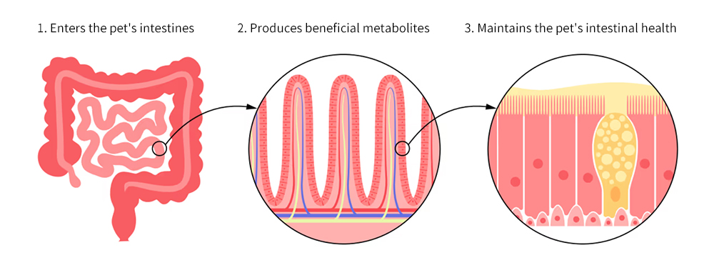寵物用益生菌補充品如何運作